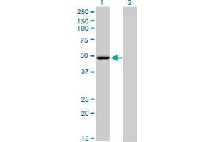 Western Blotting (WB) image for anti-Protoporphyrinogen Oxidase (PPOX) (AA 378-477) antibody (ABIN562343)