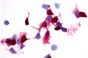 Image no. 1 for anti-Prostaglandin E Receptor 4 (Subtype EP4) (PTGER4) (Extracellular Domain) antibody (ABIN1049257) (PTGER4 Antikörper  (Extracellular Domain))