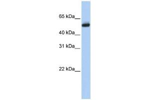 CYP4B1 antibody used at 1 ug/ml to detect target protein. (CYP4B1 Antikörper  (N-Term))