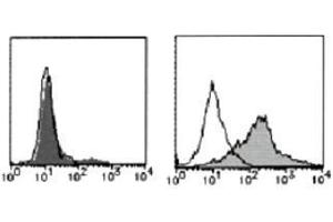 Flow Cytometry (FACS) image for anti-Tumor Necrosis Factor Receptor Superfamily, Member 13C (TNFRSF13C) antibody (FITC) (ABIN2853608)