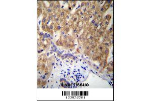 MUC15 Antibody immunohistochemistry analysis in formalin fixed and paraffin embedded human liver tissue followed by peroxidase conjugation of the secondary antibody and DAB staining. (MUC15 Antikörper  (C-Term))