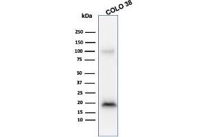 Western Blot Analysis of COLO38 cell lysate using Melan-A MAb (M2-9E3). (MLANA Antikörper)