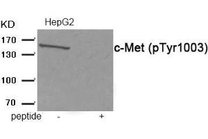 Western blot analysis of extracts from HepG2 tissue using c-Met (Phospho-Tyr1003) antibody. (c-MET Antikörper  (pTyr1003))
