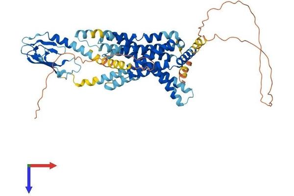 GLP2R Protein (AA 1-553) (His tag)