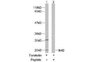 Image no. 2 for anti-BCL2-Associated Agonist of Cell Death (BAD) (Ser136) antibody (ABIN197210) (BAD Antikörper  (Ser136))