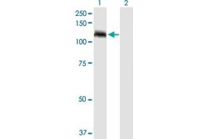 Western Blot analysis of TUBGCP5 expression in transfected 293T cell line by TUBGCP5 MaxPab polyclonal antibody. (TUBGCP5 Antikörper  (AA 1-1024))