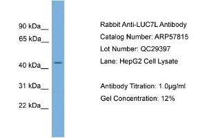 WB Suggested Anti-LUC7L  Antibody Titration: 0. (LUC7L Antikörper  (N-Term))