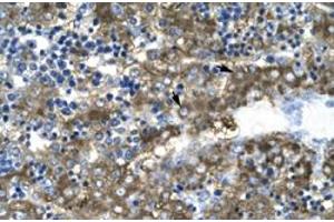 Immunohistochemical staining (Formalin-fixed paraffin-embedded sections) of human liver with GATA2 polyclonal antibody  at 4-8 ug/mL working concentration.