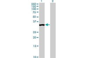 Western Blot analysis of PPP1R3C expression in transfected 293T cell line by PPP1R3C MaxPab polyclonal antibody. (PPP1R3C Antikörper  (AA 1-317))