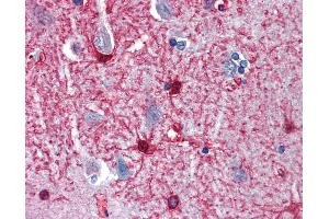 Anti-ENO1 antibody IHC of human brain, cortex. (ENO1 Antikörper  (AA 246-295))