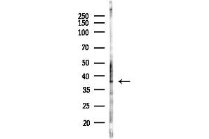 Western blot analysis of lysates from Rat testis, using GPR119 Antibody at 1/1000 dilution.