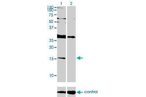 Western blot analysis of ID2 over-expressed 293 cell line, cotransfected with ID2 Validated Chimera RNAi (Lane 2) or non-transfected control (Lane 1).