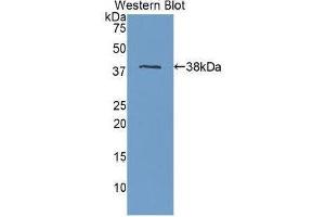 Western Blotting (WB) image for anti-Apolipoprotein H (Beta-2-Glycoprotein I) (APOH) (AA 22-345) antibody (ABIN1077828)
