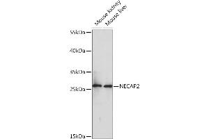Western blot analysis of extracts of various cell lines, using NEC Rabbit pAb (ABIN7268838) at 1:1000 dilution.