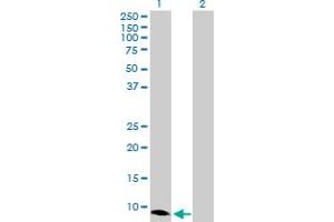 Western Blot analysis of CXCL10 expression in transfected 293T cell line by CXCL10 MaxPab polyclonal antibody. (CXCL10 Antikörper  (AA 1-98))