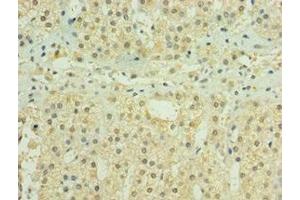 Immunohistochemistry of paraffin-embedded human adrenal gland tissue using ABIN7155979 at dilution of 1:100 (HYLS1 Antikörper  (AA 70-299))