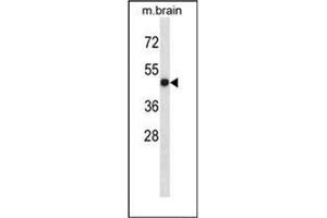 Western blot analysis of LTBR Antibody (N-term) in mouse brain tissue lysates (35ug/lane). (LTBR Antikörper  (N-Term))