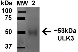 Western blot analysis of Rat Brain cell lysates showing detection of 53.