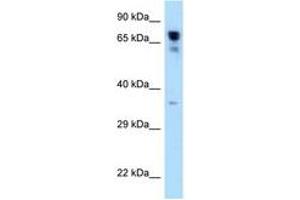 Image no. 1 for anti-Arginyl-tRNA Synthetase (RARS) (C-Term) antibody (ABIN6748012) (RARS Antikörper  (C-Term))