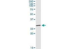 Western Blotting (WB) image for anti-C-Type Lectin Domain Family 9, Member A (CLEC9A) (AA 1-241) antibody (ABIN950110)