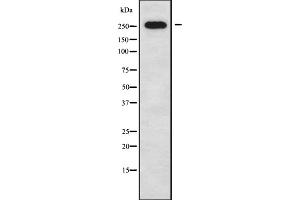 Western blot analysis of CACNA1G using 293 whole cell lysates (CACNA1G Antikörper  (N-Term))