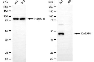 Western blotting analysis using DAZAP1 antibody (ABIN7798277). (Rekombinanter DAZAP1 Antikörper)