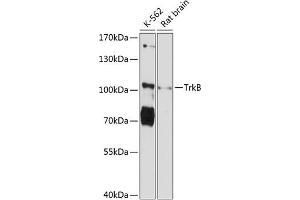 Western blot analysis of extracts of various cell lines, using TrkB Antibody (ABIN6128381, ABIN6144905, ABIN6144907 and ABIN6215569) at 1:3000 dilution. (TRKB Antikörper  (AA 41-433))