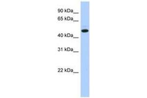 Image no. 1 for anti-Chromosome 5 Open Reading Frame 36 (C5orf36) (AA 71-120) antibody (ABIN6743860) (C5orf36 Antikörper  (AA 71-120))
