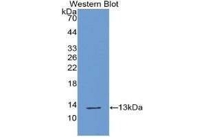 Western blot analysis of the recombinant protein. (XCL1 Antikörper  (AA 26-111))