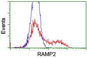 HEK293T cells transfected with either RC206531 overexpress plasmid (Red) or empty vector control plasmid (Blue) were immunostained by anti-RAMP2 antibody (ABIN2455630), and then analyzed by flow cytometry. (RAMP2 Antikörper)