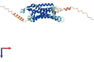 NPY1R Protein (AA 1-384) (His tag)