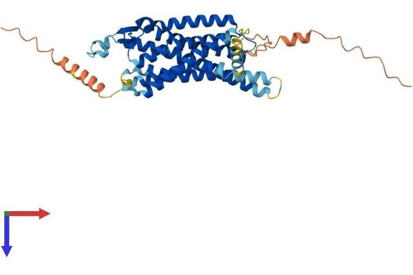 NPY1R Protein (AA 1-384) (His tag)