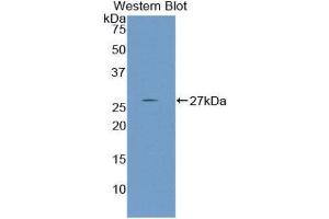 Western Blotting (WB) image for anti-Nephronectin (NPNT) (AA 49-255) antibody (ABIN1860043) (Nephronectin Antikörper  (AA 49-255))