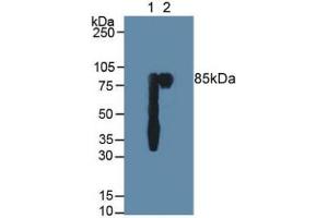 Western blot analysis of (1) Human Saliva and (2) Human Milk. (PIGR Antikörper  (AA 19-120))