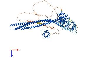 GRAF Protein (AA 1-814) (His tag)