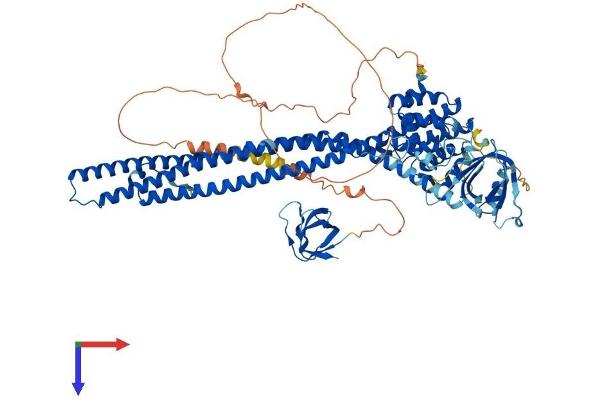 GRAF Protein (AA 1-814) (His tag)