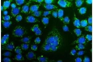 IF analysis of CHCHD10 using anti-CHCHD10 antibody (ABIN7602507). (CHCHD10 Antikörper  (AA 80-142))
