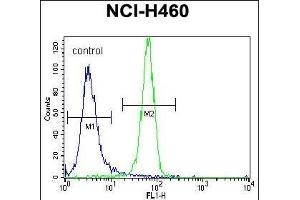 NGFB Antibody (Center) (ABIN392194 and ABIN2841899) flow cytometric analysis of NCI- cells (right histogram) compared to a negative control cell (left histogram). (NGFB Antikörper  (AA 84-115))