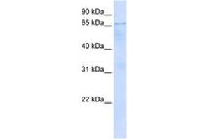Image no. 1 for anti-Optineurin (OPTN) (N-Term) antibody (ABIN6742870) (OPTN Antikörper  (N-Term))
