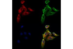 ABIN6260974 and ABIN6273103 staining Hela cells by IF/ICC. (Coq7 Antikörper  (Internal Region))