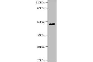 Western blot All lanes: FBXW4 antibody at 4 μg/mL + Mouse skeletal muscle tissue Secondary Goat polyclonal to rabbit IgG at 1/10000 dilution Predicted band size: 46 kDa Observed band size: 46 kDa (FBXW4 Antikörper  (AA 143-412))