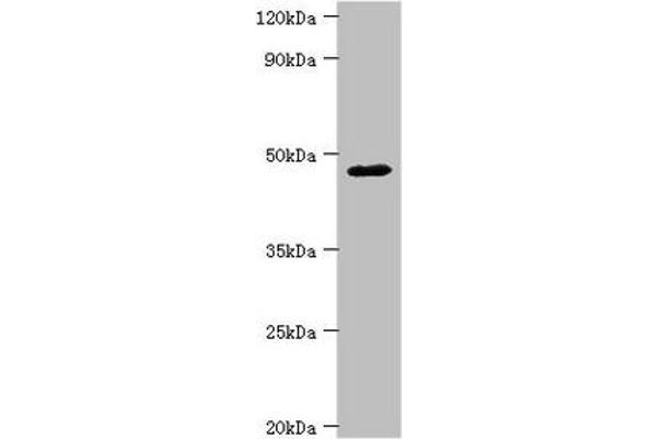 FBXW4 Antikörper  (AA 143-412)