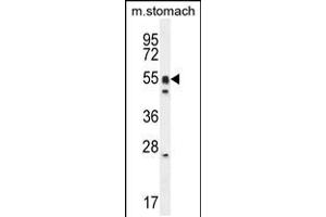 Western blot analysis in mouse stomach cell line lysates (35ug/lane). (DMRTA1 Antikörper  (C-Term))