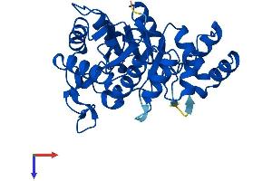 AKR1E2 Protein (AA 1-301) (His tag)