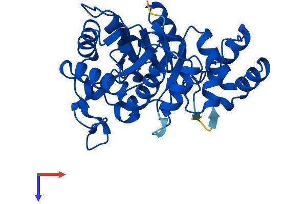 AKR1E2 Protein (AA 1-301) (His tag)