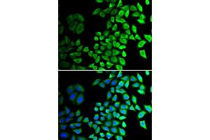 Immunofluorescence (IF) image for anti-Cell Division Cycle 45 Homolog (S. Cerevisiae) (CDC45) (AA 1-270) antibody (ABIN3022781) (CDC45 Antikörper  (AA 1-270))