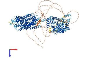 SLC12A2 Protein (AA 1-1212) (His tag)