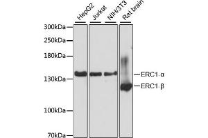 Western blot analysis of extracts of various cell lines, using ERC1 antibody (ABIN6131605, ABIN6140261, ABIN6140262 and ABIN6225026) at 1:3000 dilution. (ERC1 Antikörper  (AA 700-850))