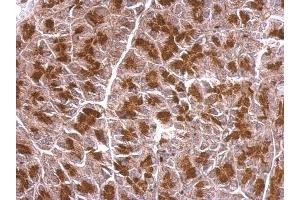 IHC-P Image BZW2 antibody detects BZW2 protein at cytosol on mouse pancreas by immunohistochemical analysis.