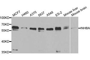 Western blot analysis of extracts of various cell lines, using INHBA antibody (ABIN5973449) at 1/1000 dilution. (INHBA Antikörper)
